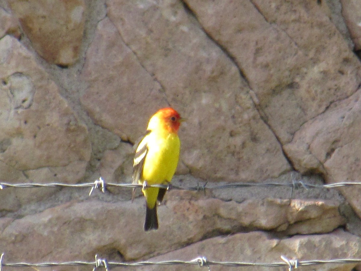 Western Tanager - ML230910341