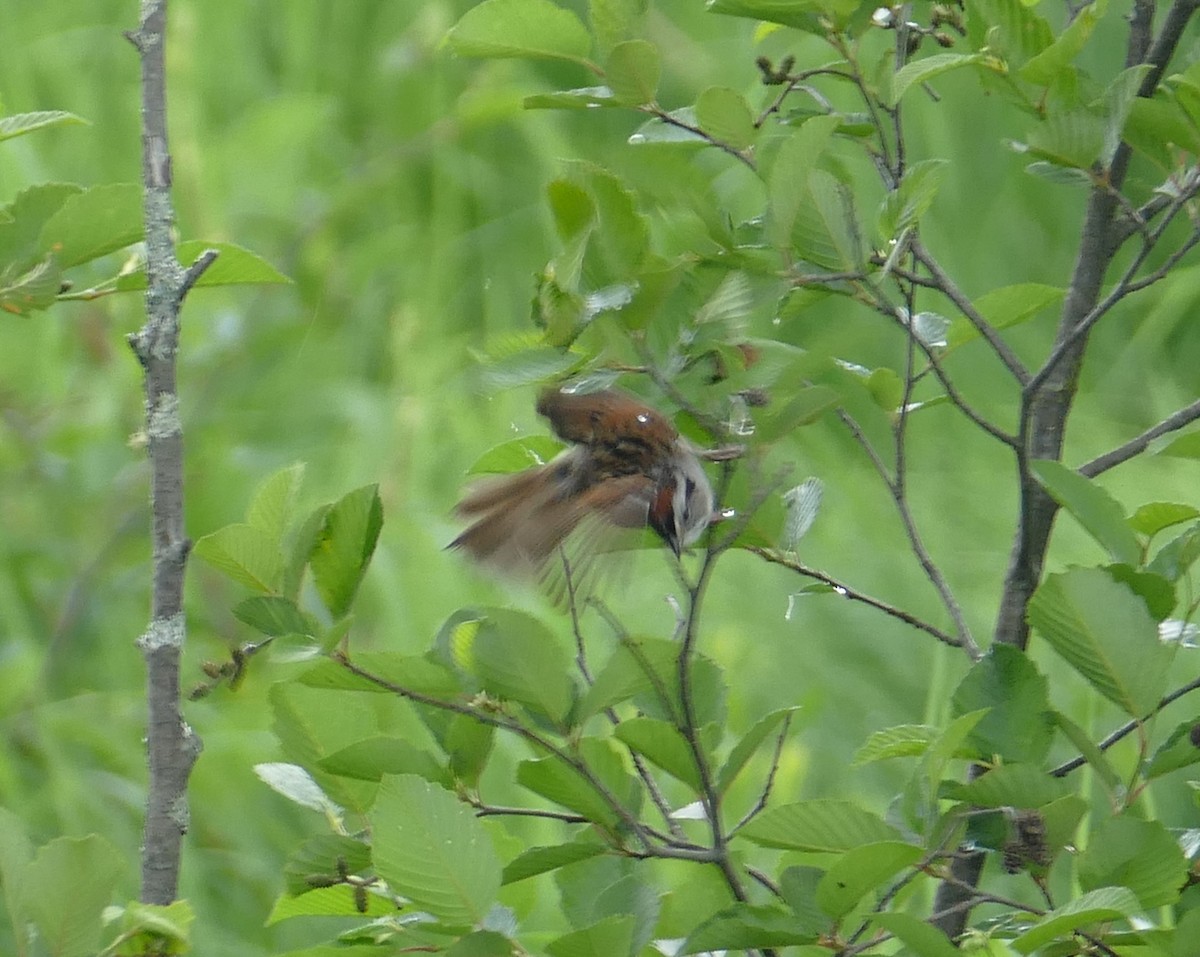 Swamp Sparrow - ML230911341