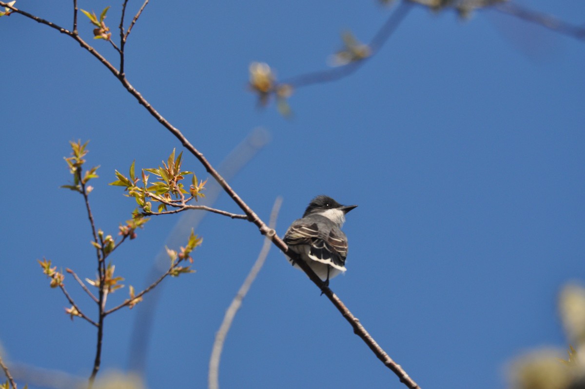 Eastern Kingbird - ML230911751