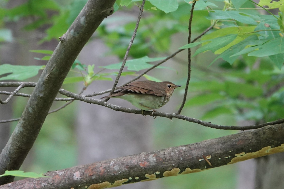 Swainson's Thrush - ML230912551