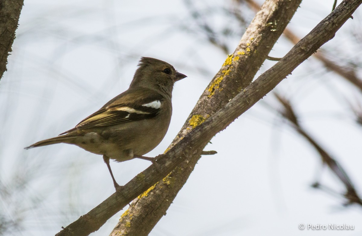 Common Chaffinch - ML23091261