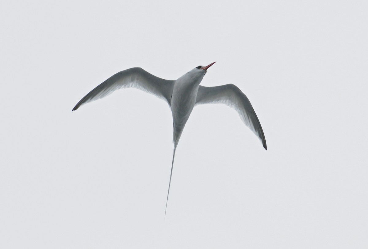 Red-billed Tropicbird - ML230912861