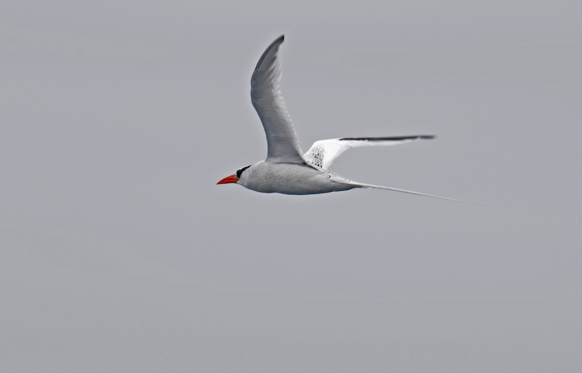 Red-billed Tropicbird - Bill Schmoker