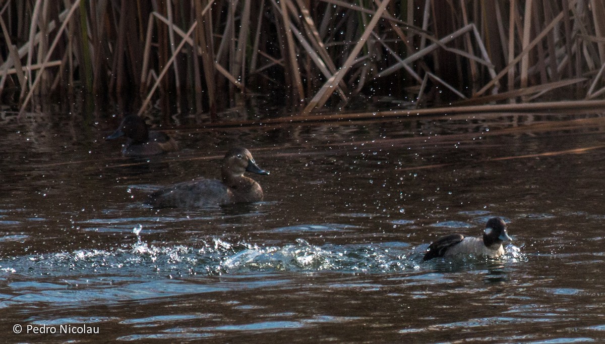 Common Pochard - ML23091291