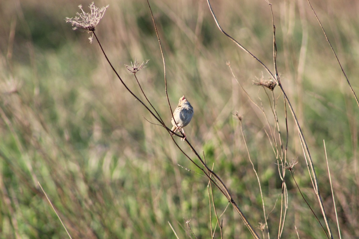 Henslow's Sparrow - ML230912941