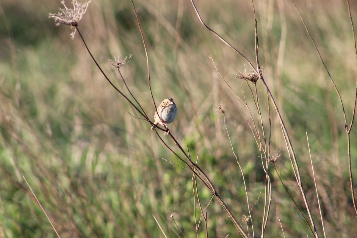 Henslow's Sparrow - Eric Schill