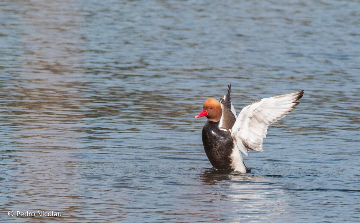 Red-crested Pochard - ML23091341