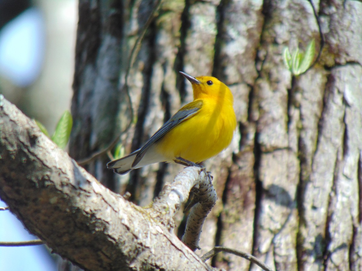 Prothonotary Warbler - Laura Davis