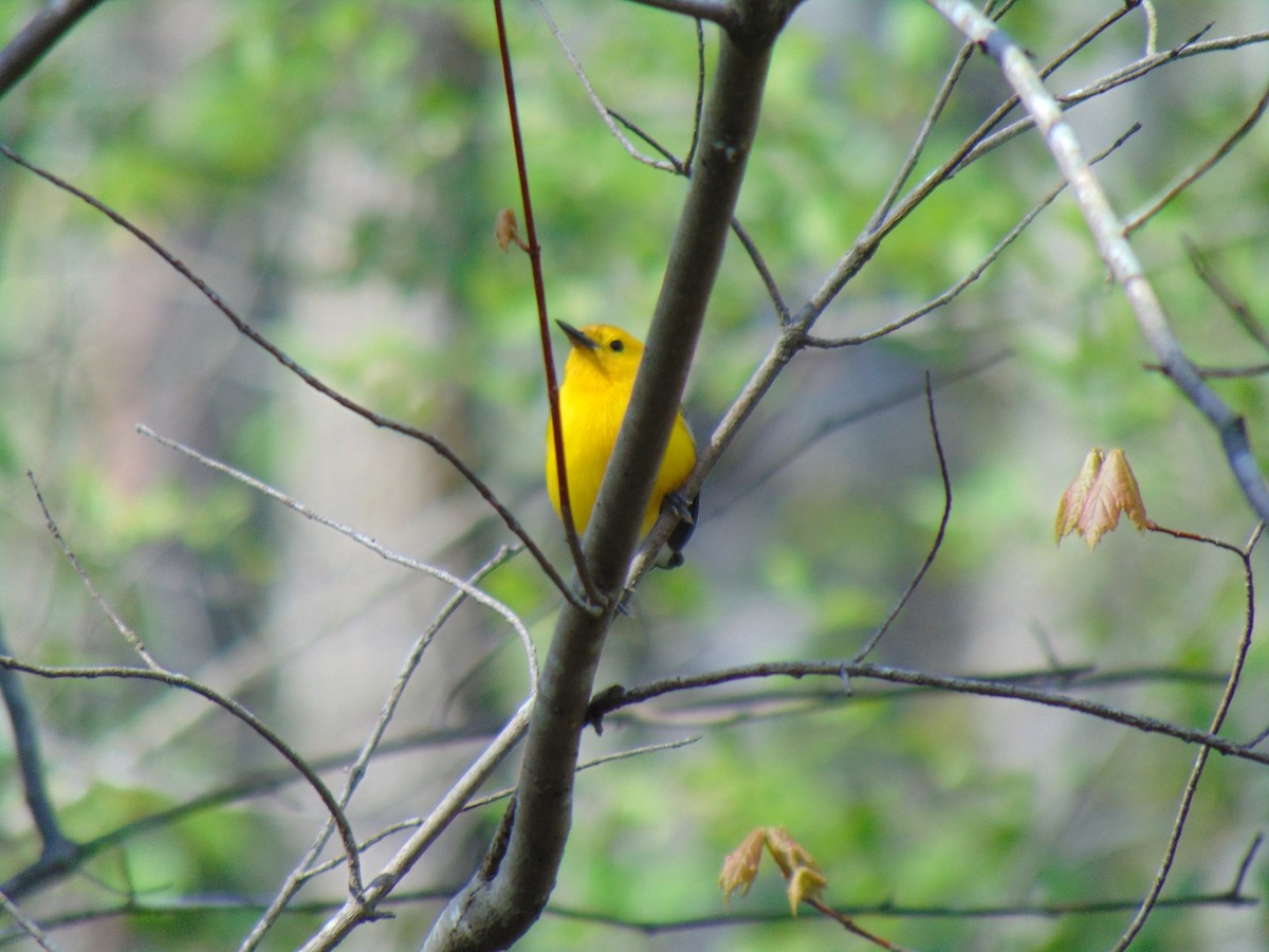 Prothonotary Warbler - Laura Davis