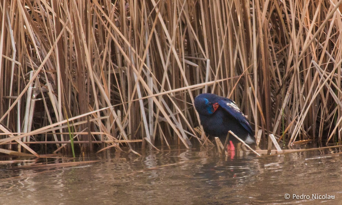 Western Swamphen - ML23091421