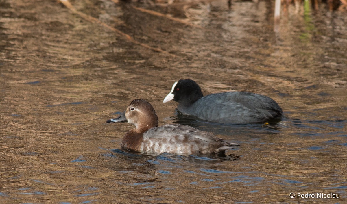 Eurasian Coot - ML23091451