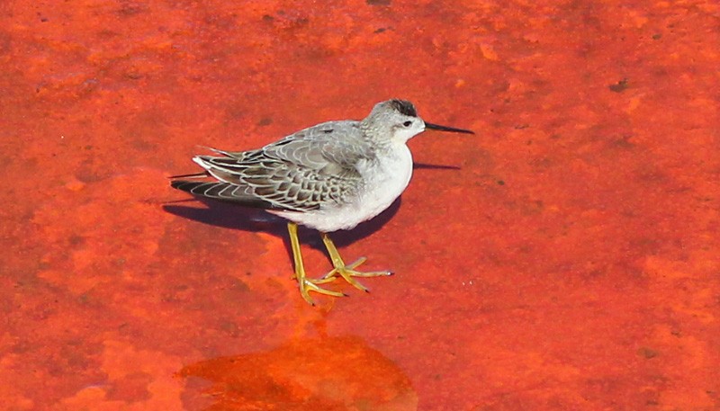 Wilson's Phalarope - ML230914931