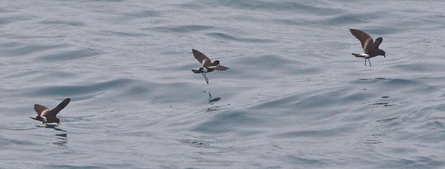 Wilson's Storm-Petrel - ML230915551