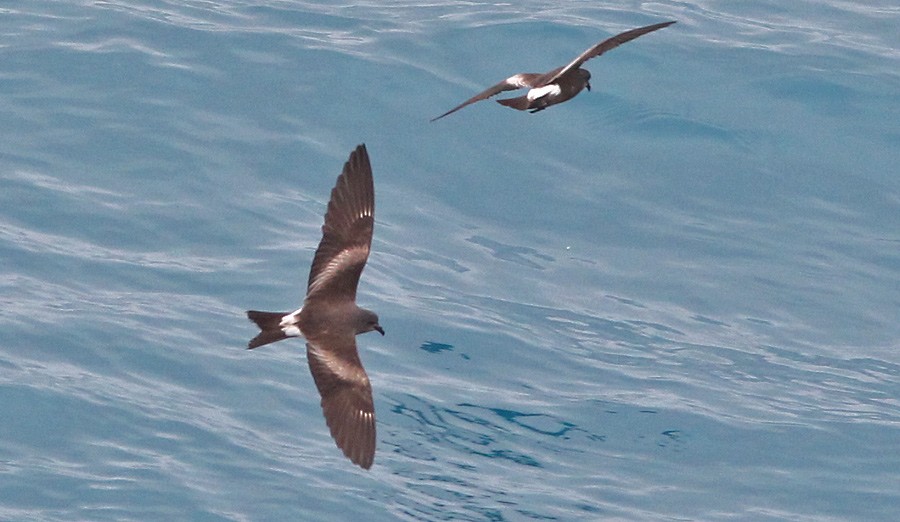 Leach's Storm-Petrel - ML230915811