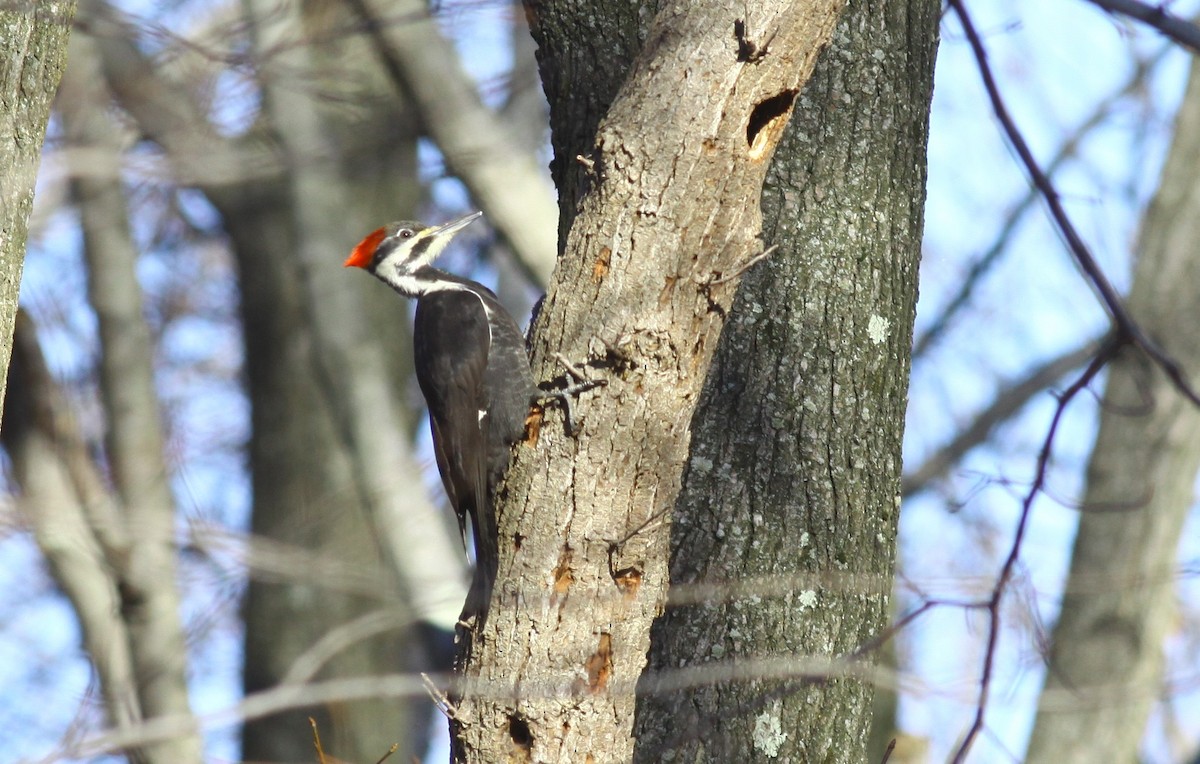 Pileated Woodpecker - ML23091611