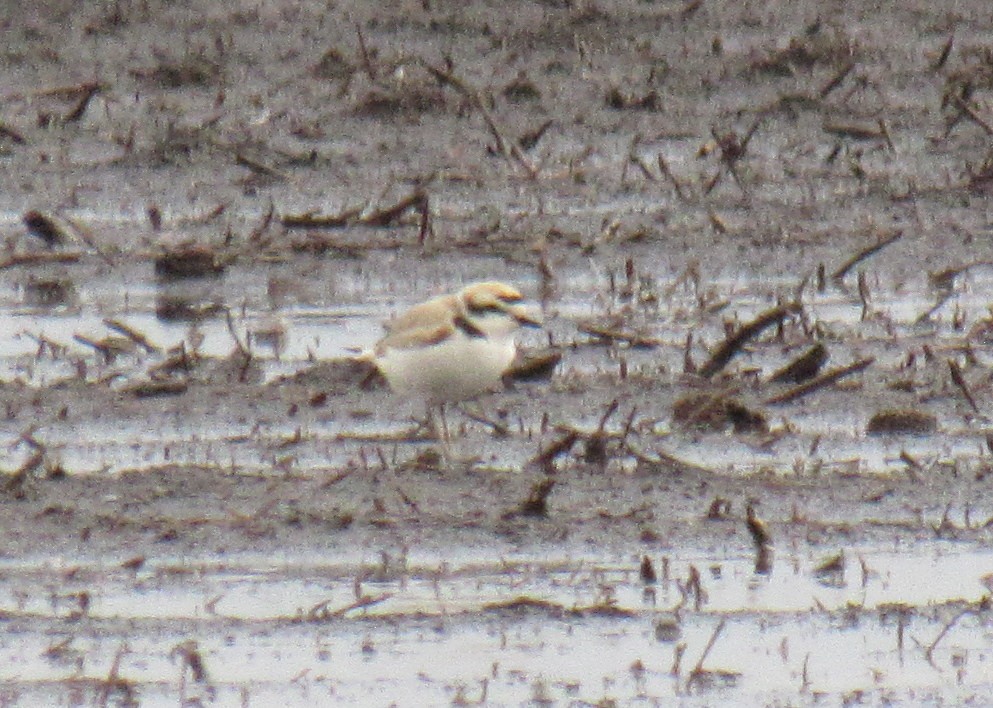 Snowy Plover - ML230916581