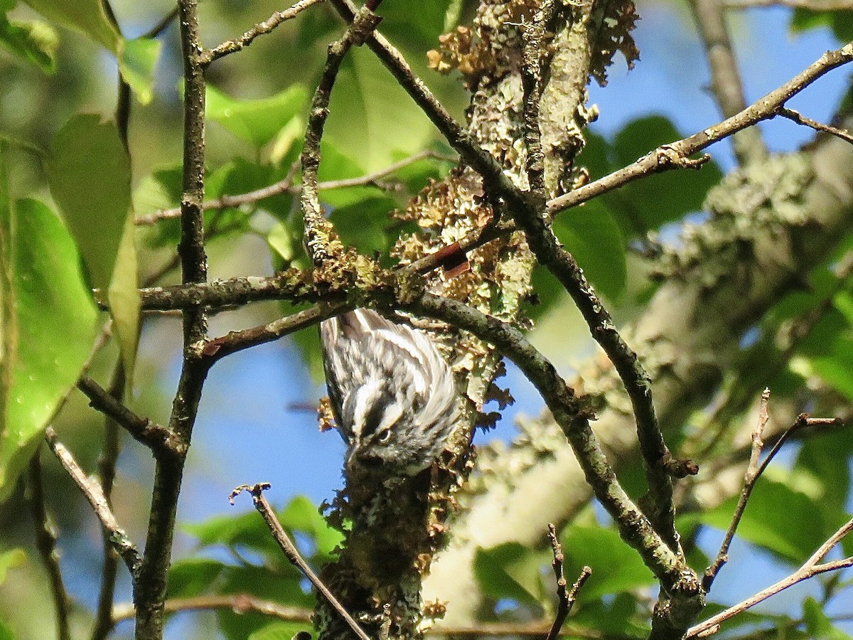 Black-and-white Warbler - Christopher Di Corrado