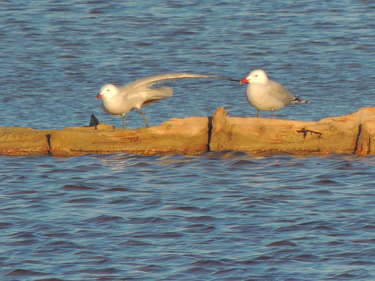 Audouin's Gull - ML230917951