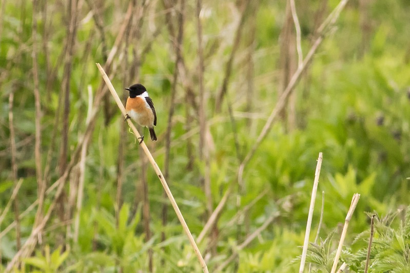 European Stonechat - ML230921471