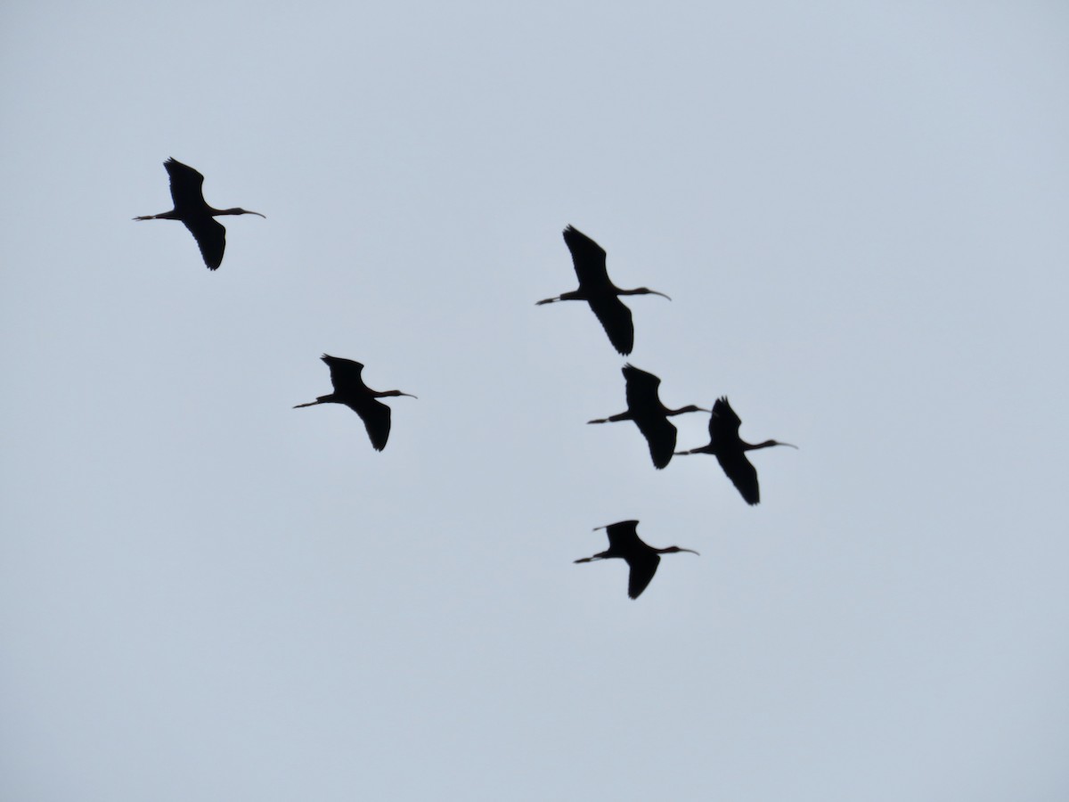 ibis hnědý - ML230922091