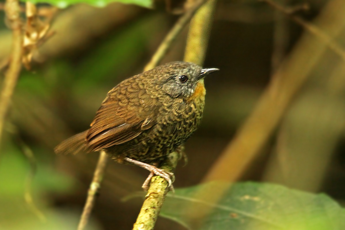 Rufous-throated Wren-Babbler - ML230923261