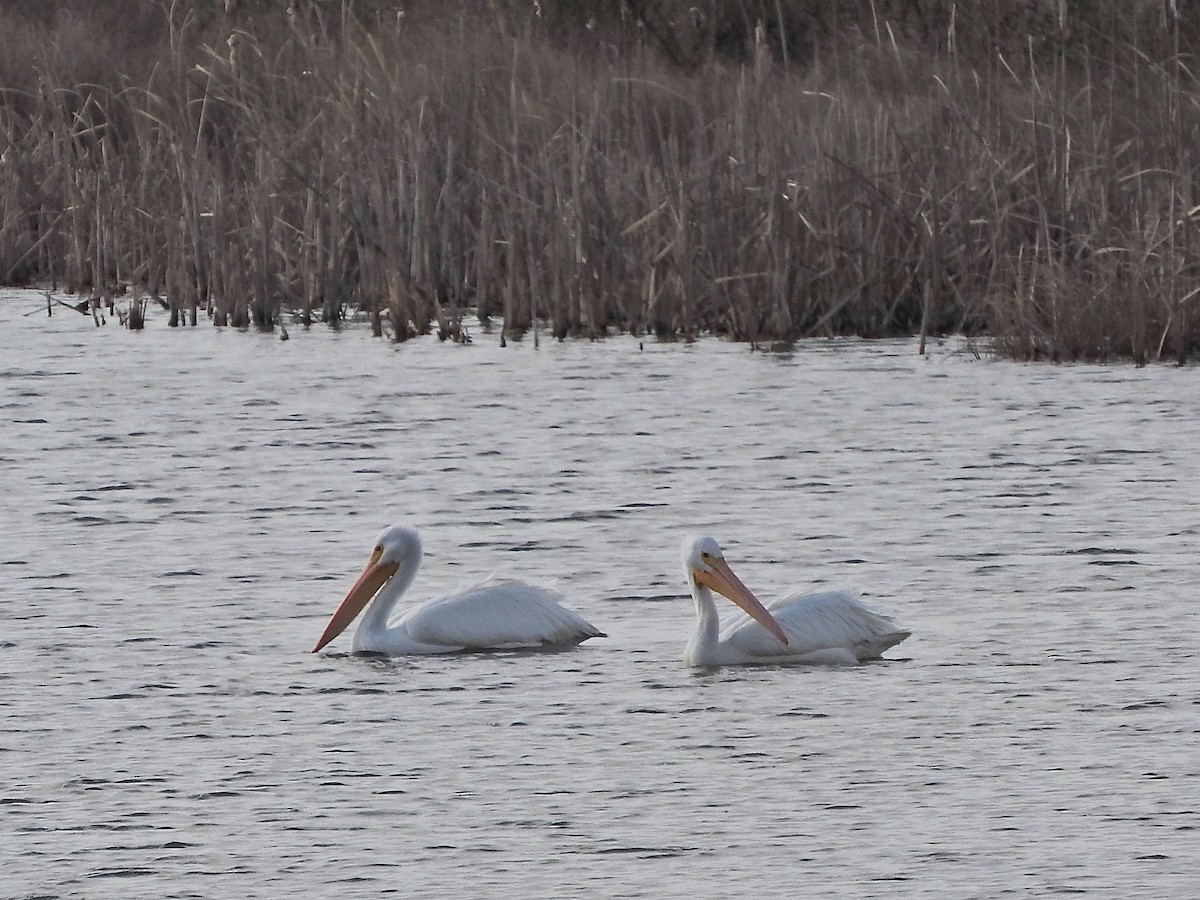 American White Pelican - ML23092411