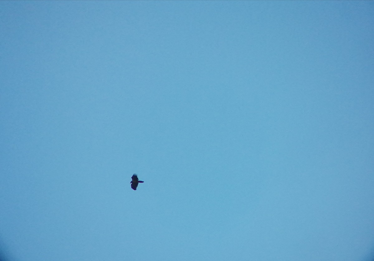 Ягнятник - ML230925471