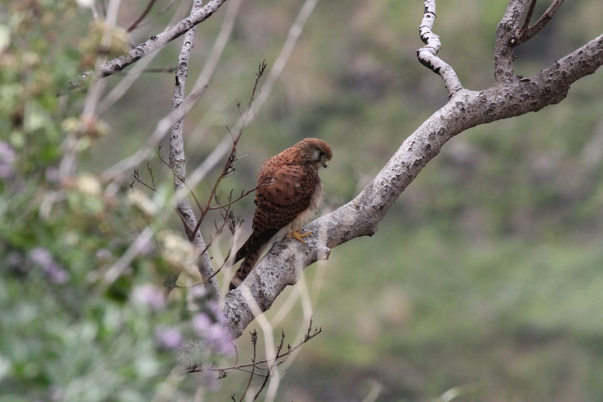 Faucon crécerelle (canariensis/dacotiae) - ML230927361