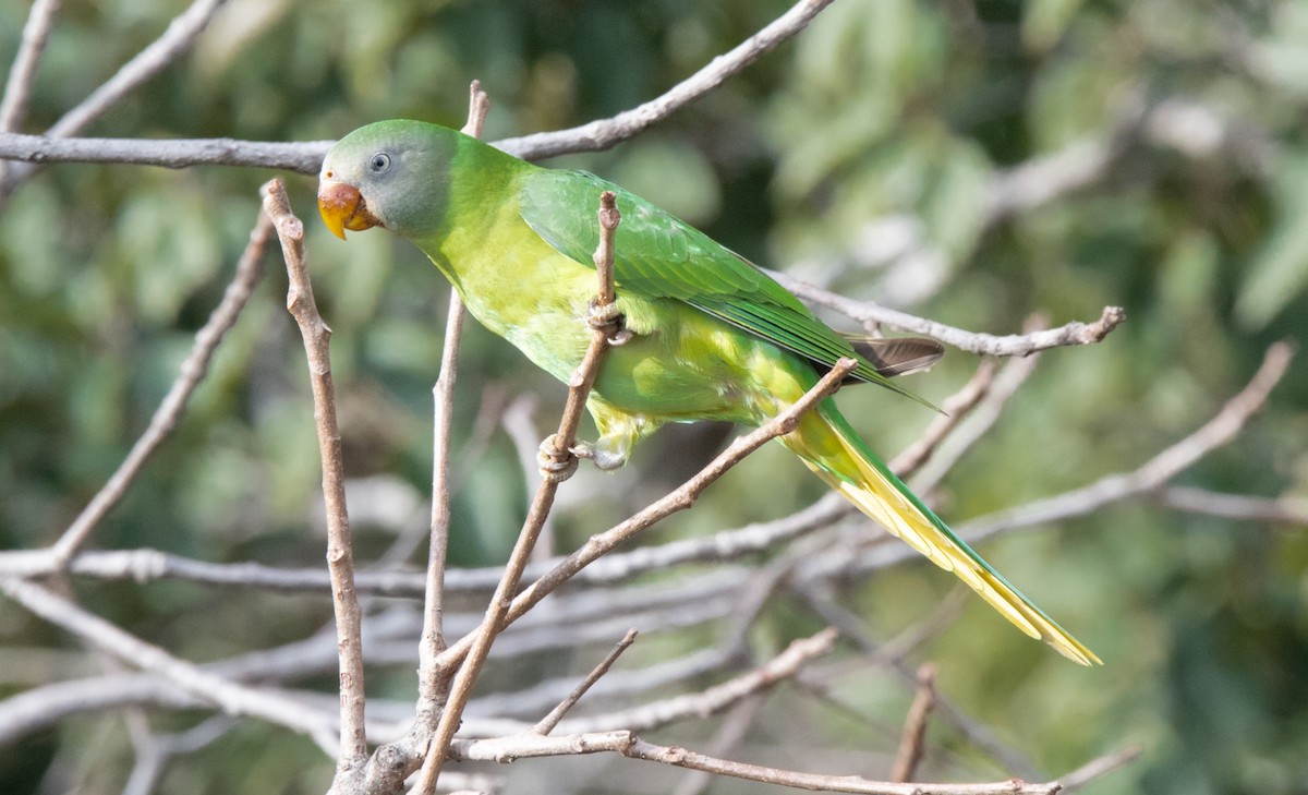 Slaty-headed Parakeet - Yedu Rajeev