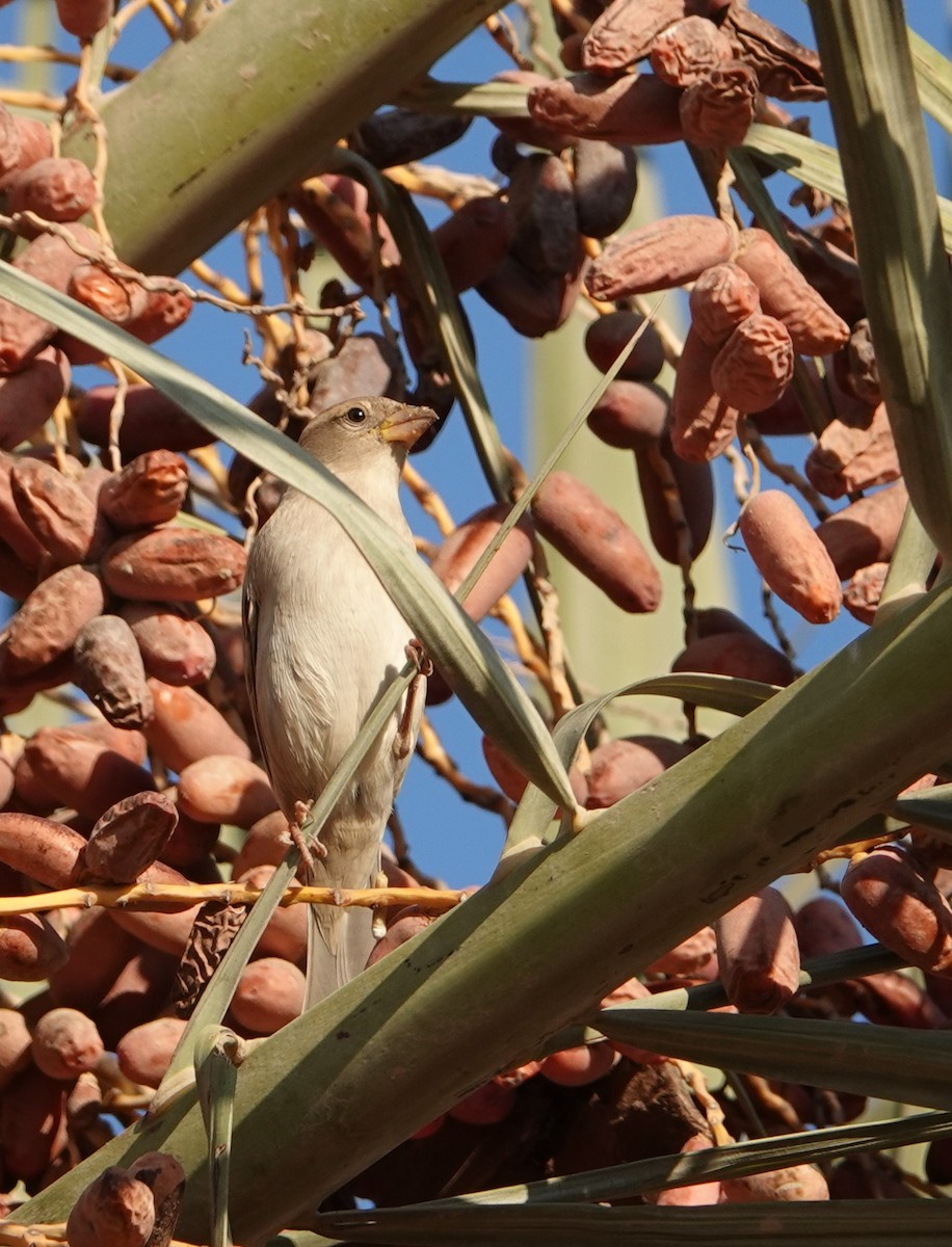 Pale Rockfinch - ML230929361