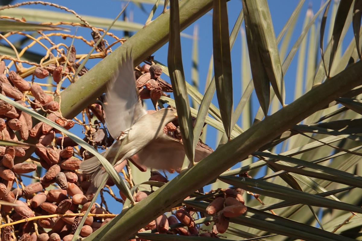 Pale Rockfinch - ML230929421