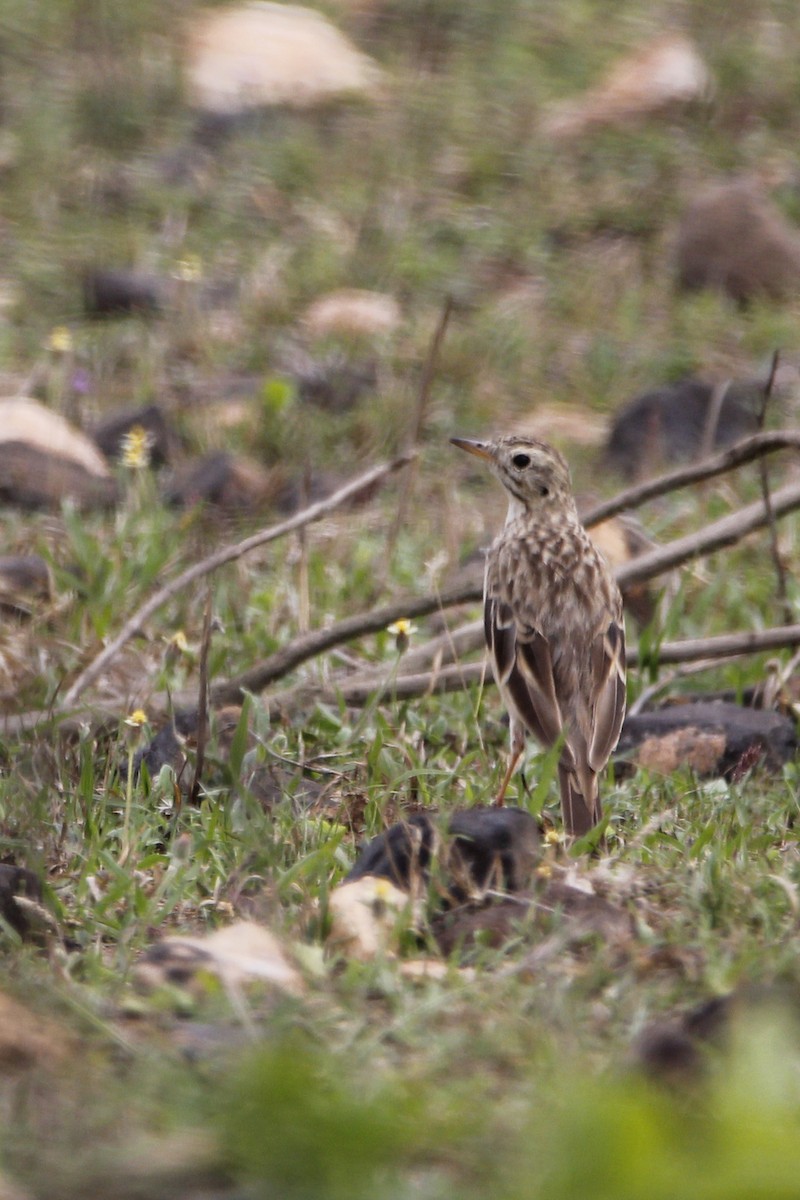 Blyth's Pipit - ML230931521