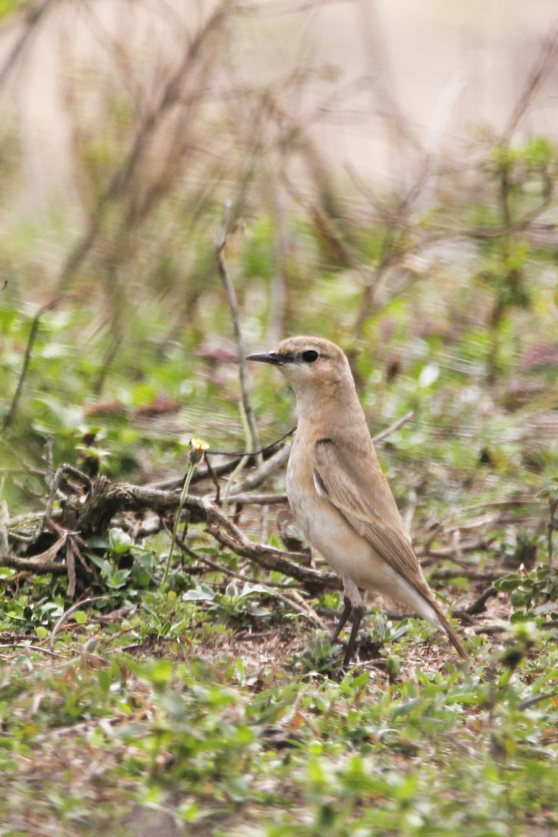 Isabelline Wheatear - ML230931781