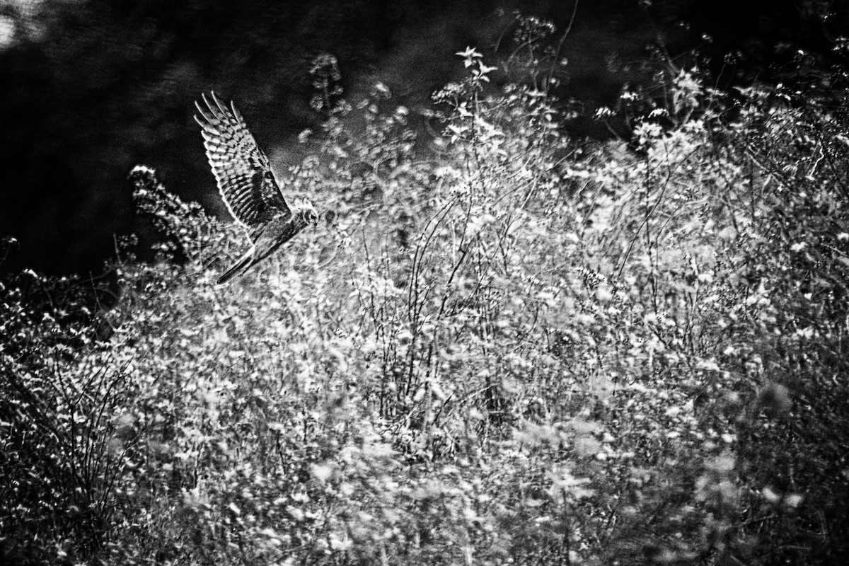 Pied Harrier - ML230932401