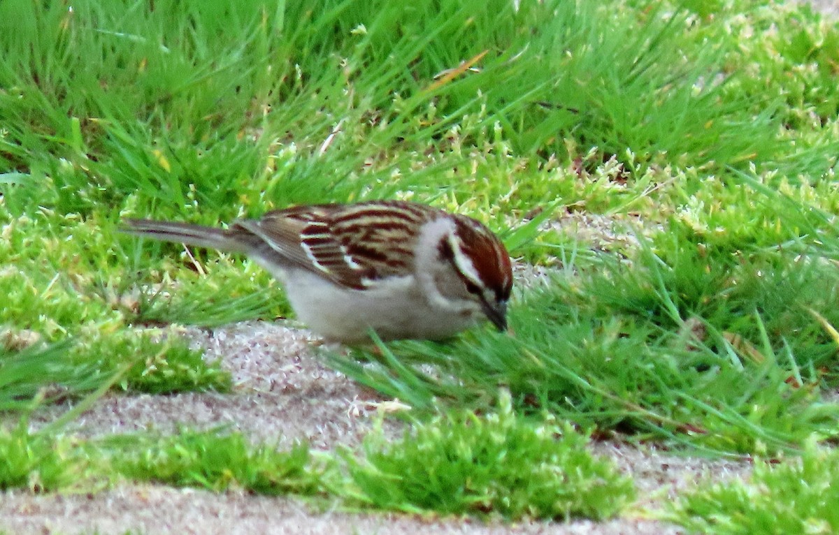 Chipping Sparrow - ML230932761