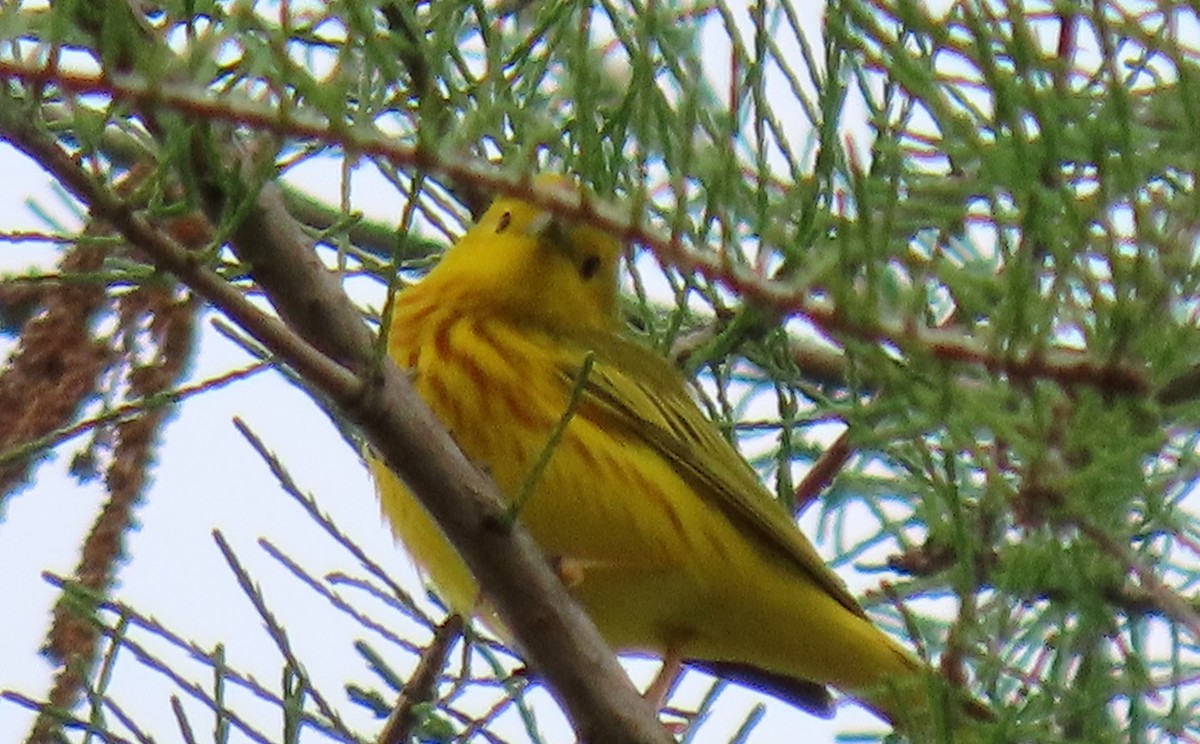 Yellow Warbler - ML230933501