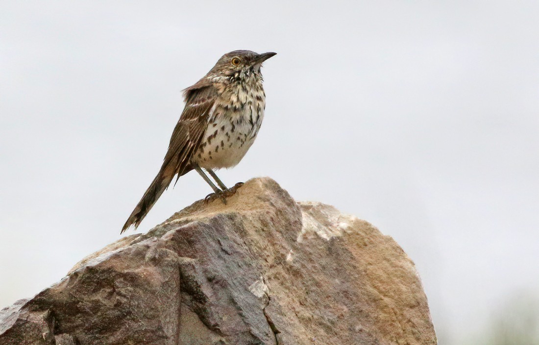 Sage Thrasher - ML230934921