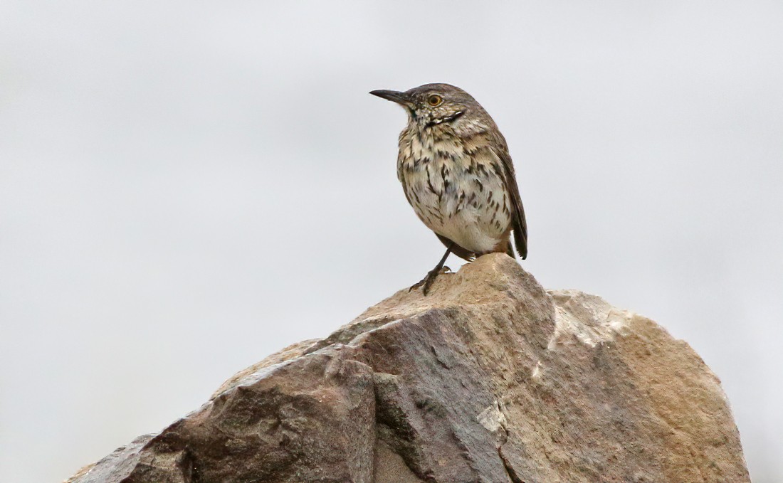 Sage Thrasher - ML230934941