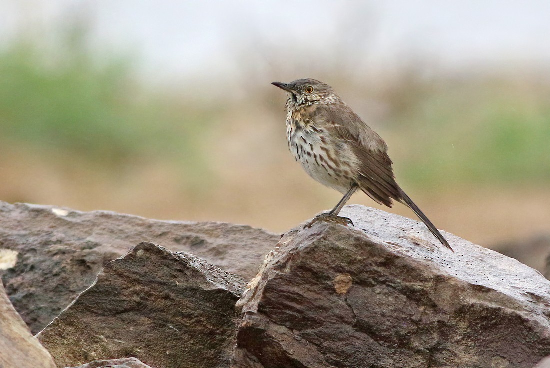 Sage Thrasher - ML230934961