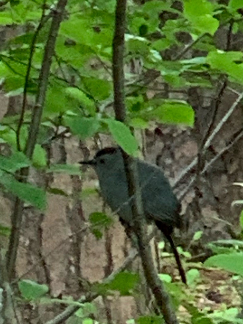 Gray Catbird - Rick Purvis