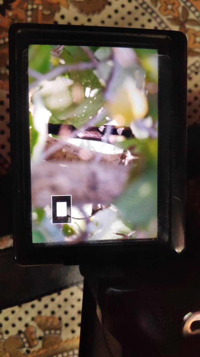 Green-billed Malkoha - ML230935991