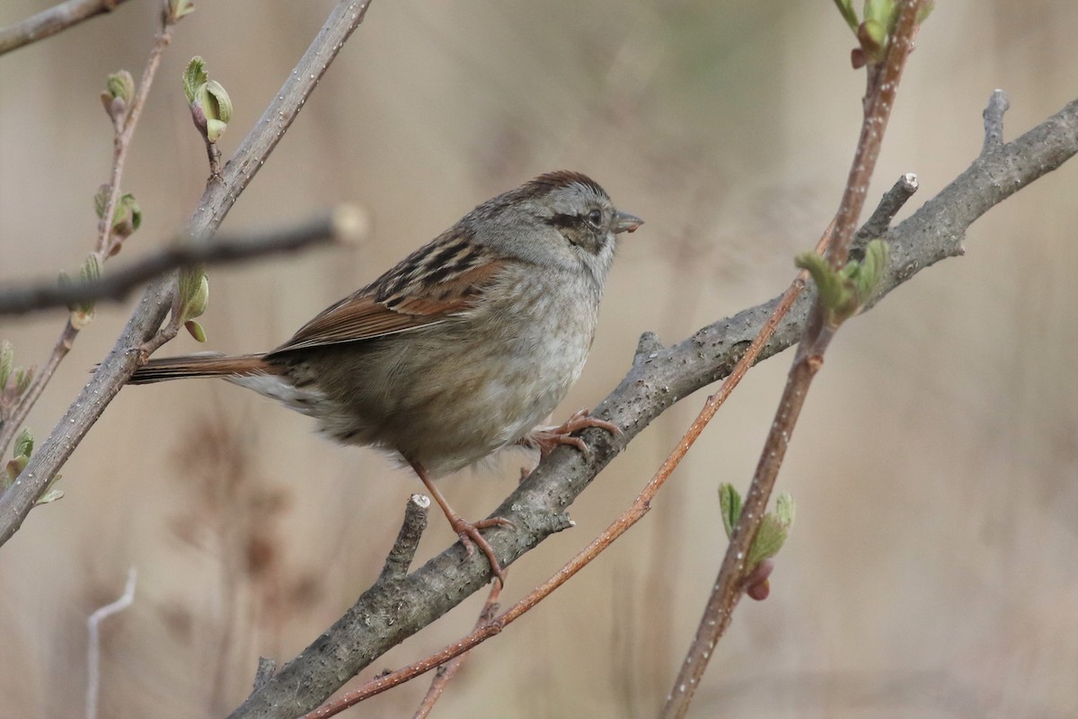 Swamp Sparrow - ML230936101