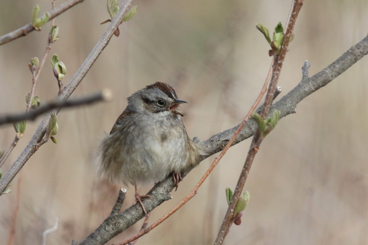 Swamp Sparrow - ML230936171