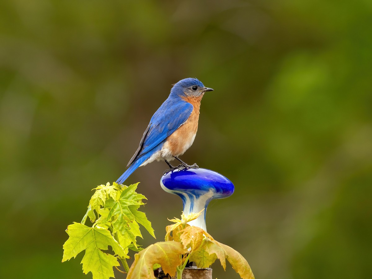 Eastern Bluebird - ML230937681