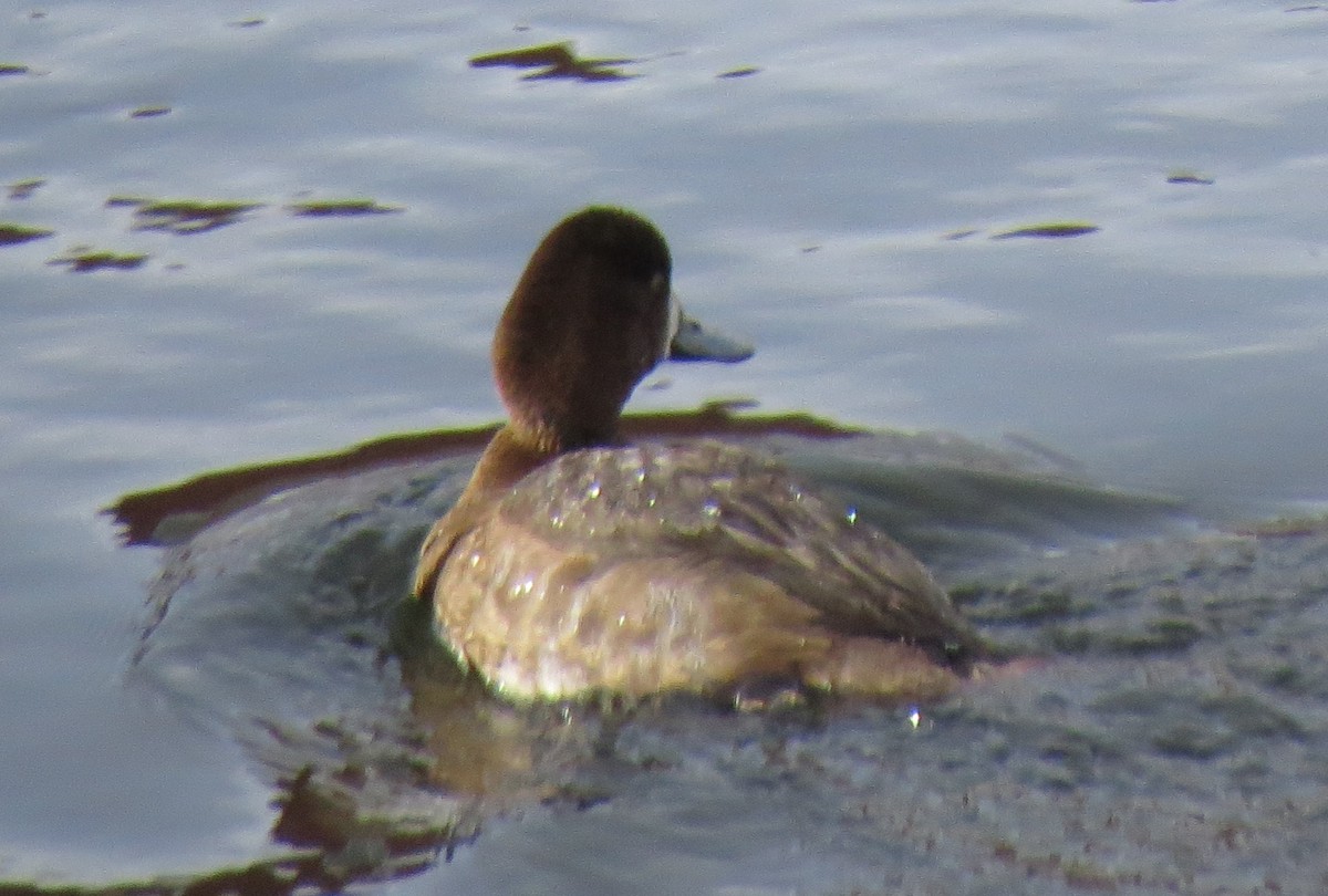 Greater Scaup - JoAnn Potter Riggle 🦤