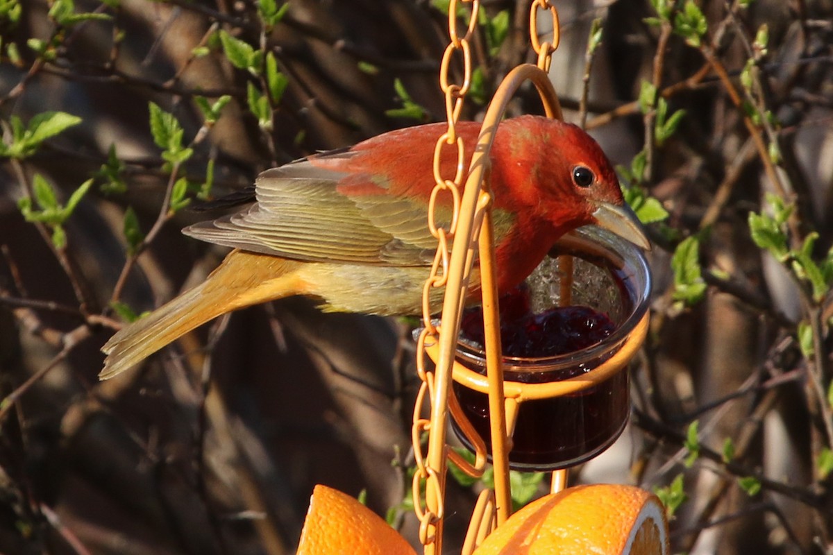 Summer Tanager - ML230938881