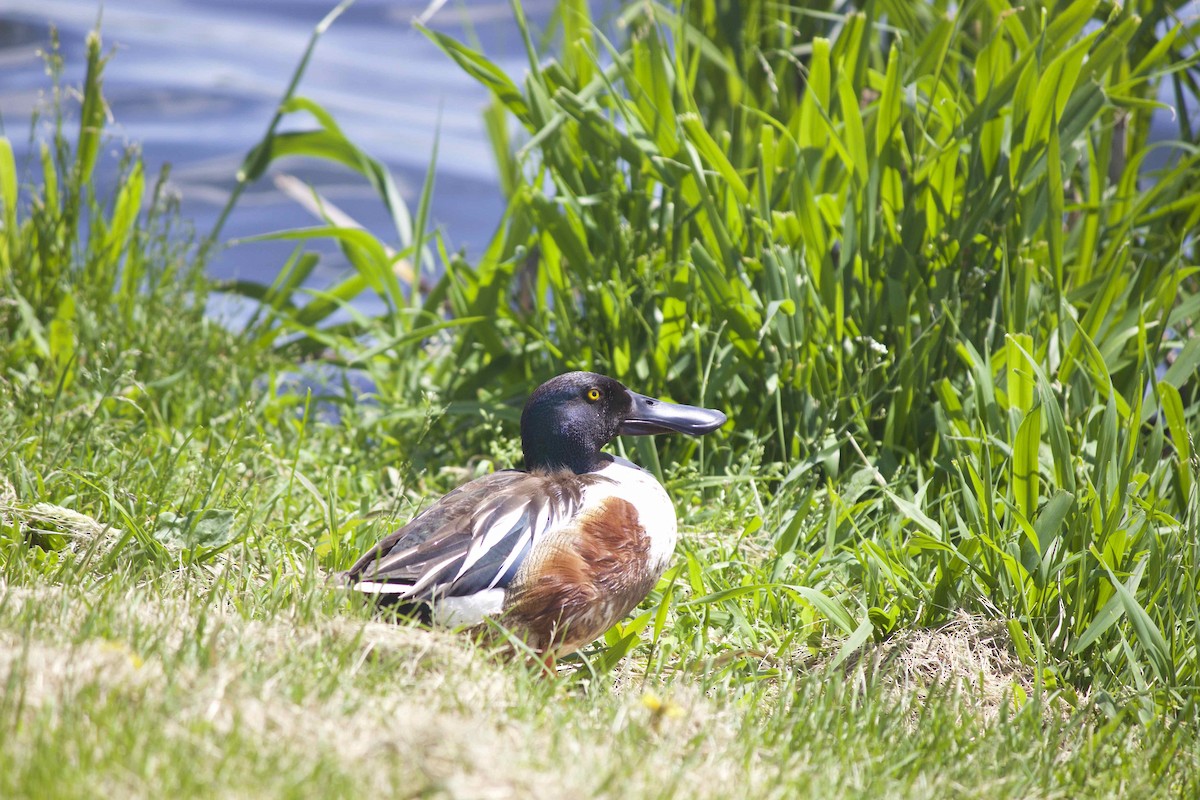 Northern Shoveler - Noëlla Aubry