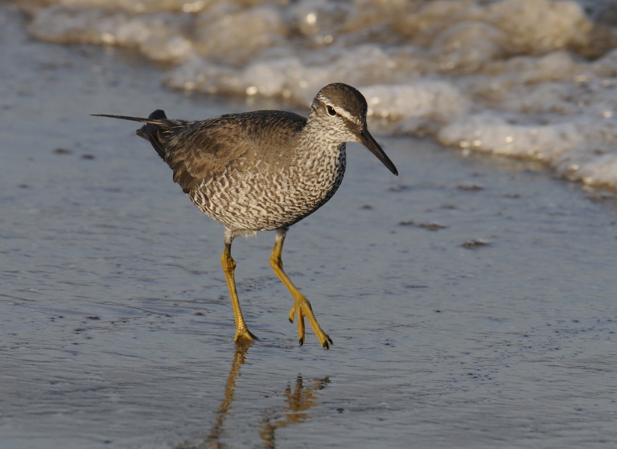 Wandering Tattler - ML230939951