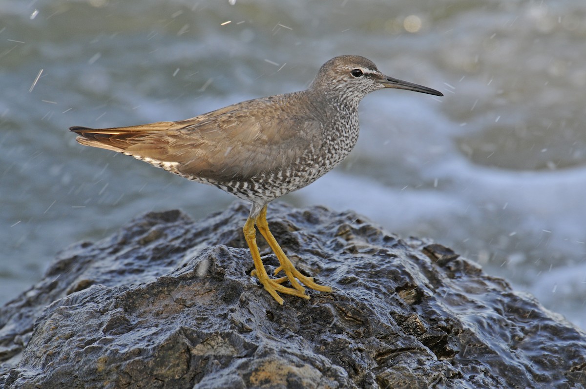 Wandering Tattler - ML230939981