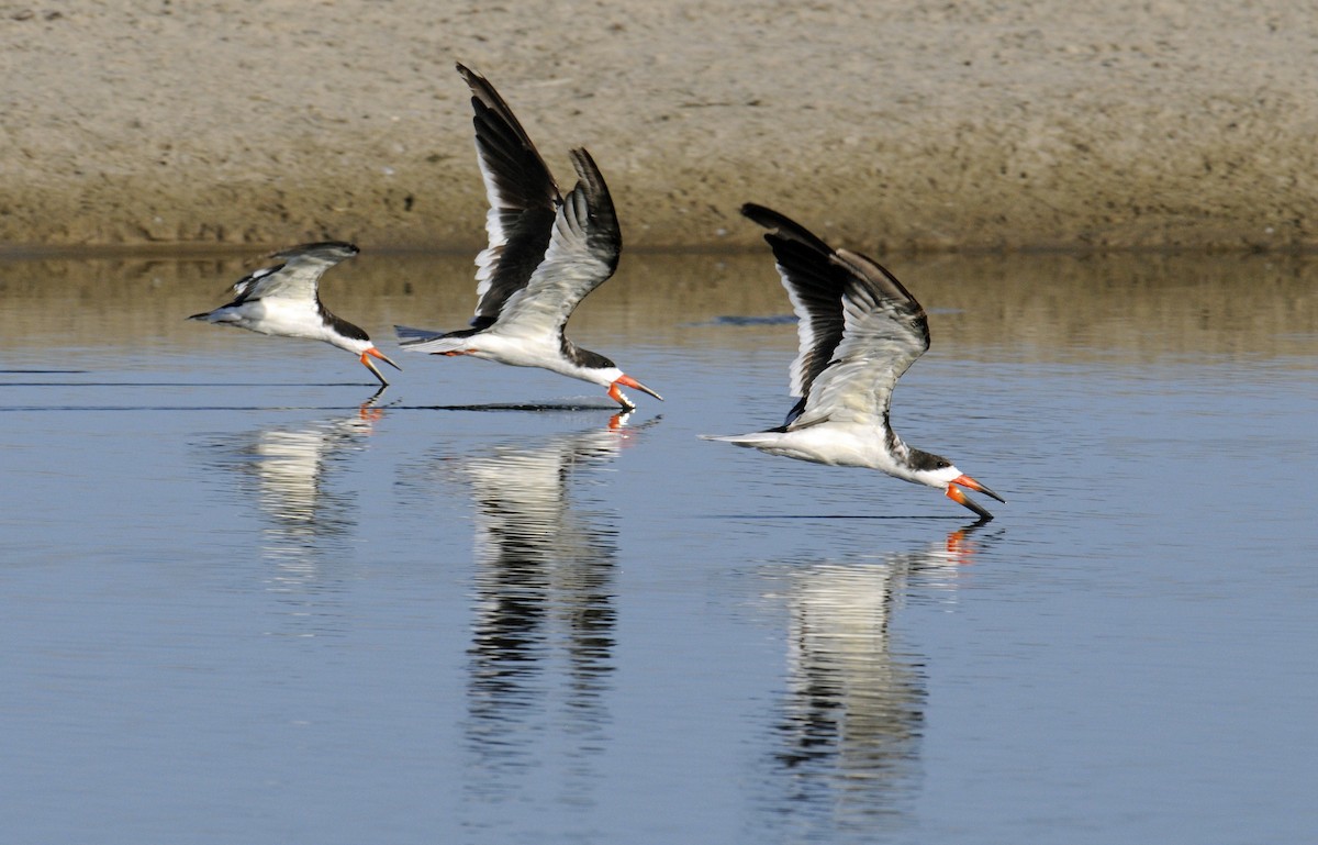 Black Skimmer - ML230940321